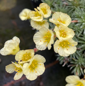 Saxifraga 'Winton'